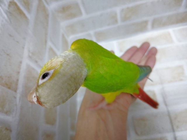 ホオミドリウロコインコ