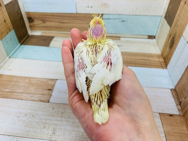オカメインコ