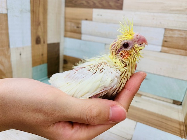 オカメインコ