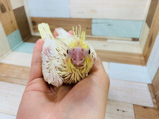 オカメインコ