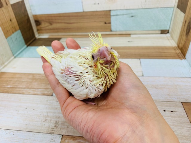 オカメインコ