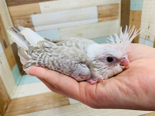 オカメインコ