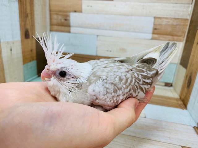 オカメインコ
