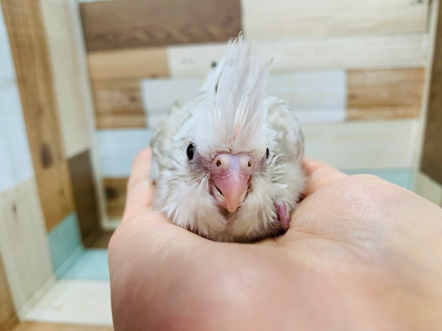 オカメインコ