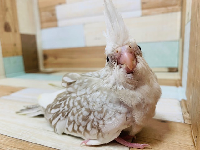 オカメインコ