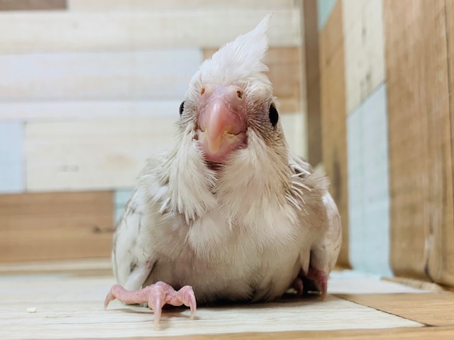オカメインコ