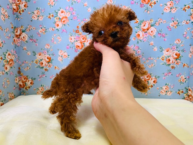 トイプードル