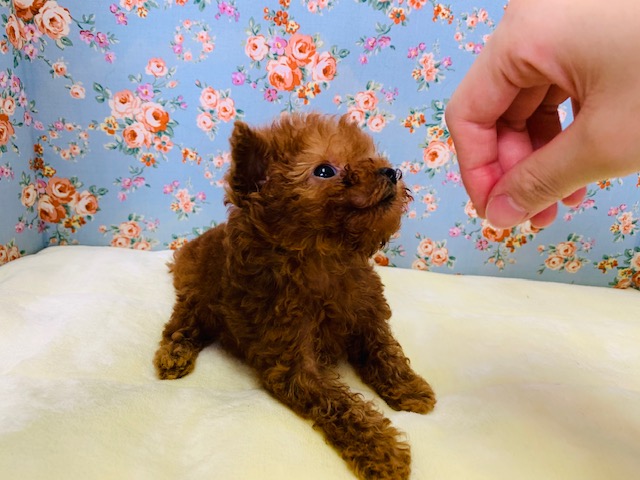 トイプードル