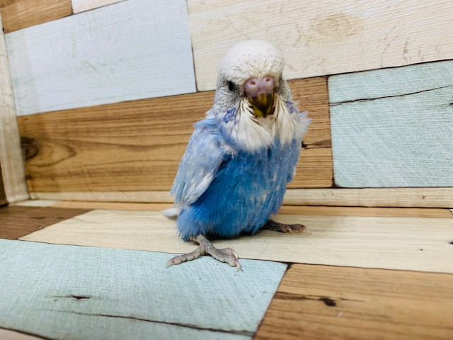 ジャンボセキセイインコ