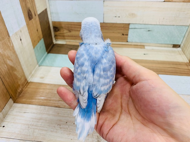 ジャンボセキセイインコ