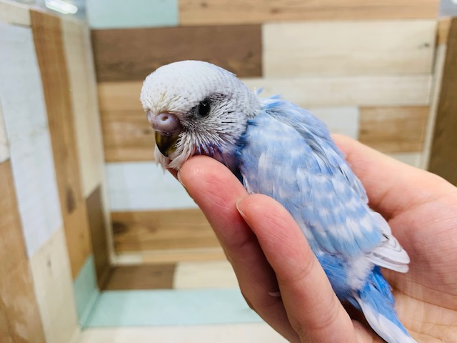 ジャンボセキセイインコ