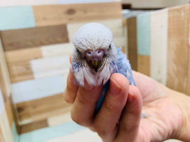 ジャンボセキセイインコ