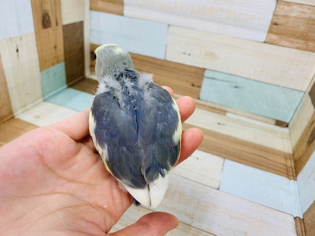 コザクラインコ（小桜インコ）