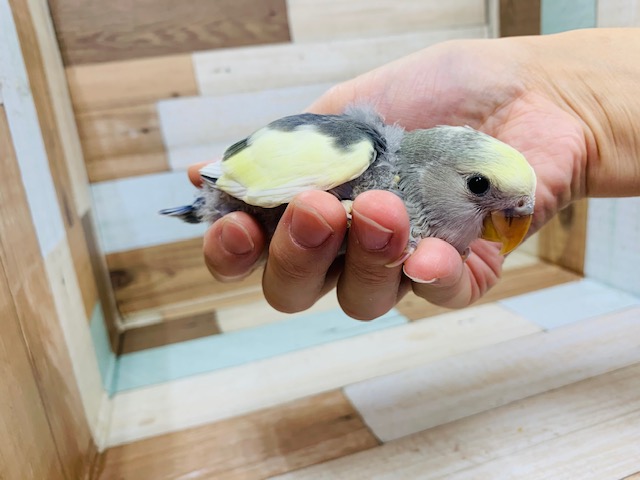 コザクラインコ（小桜インコ）