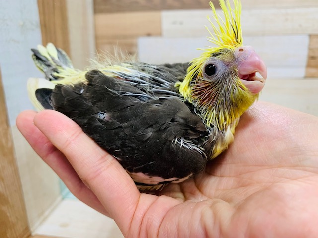 オカメインコ