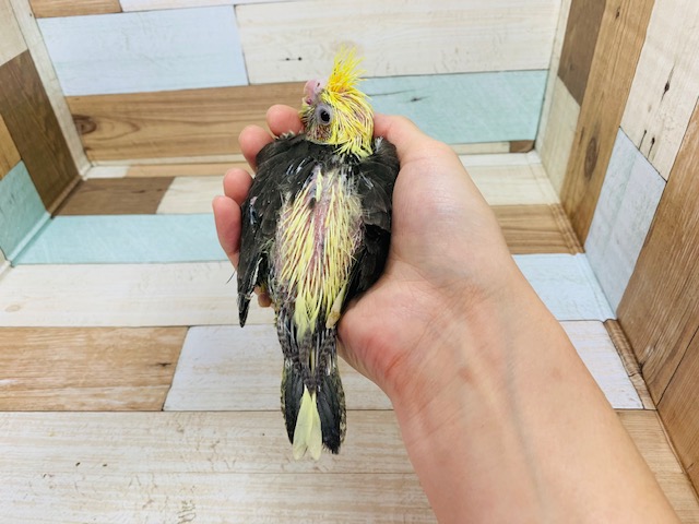 オカメインコ