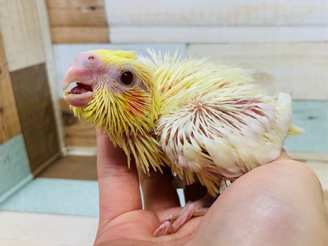 オカメインコ
