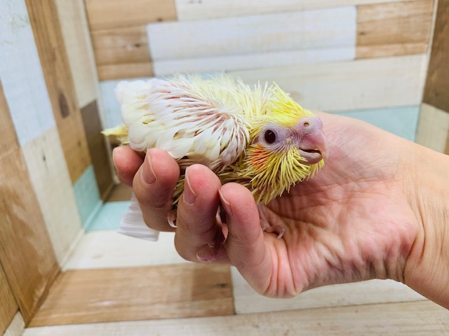 オカメインコ