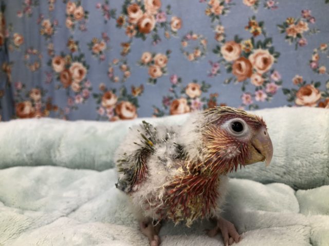 ホオミドリウロコインコ