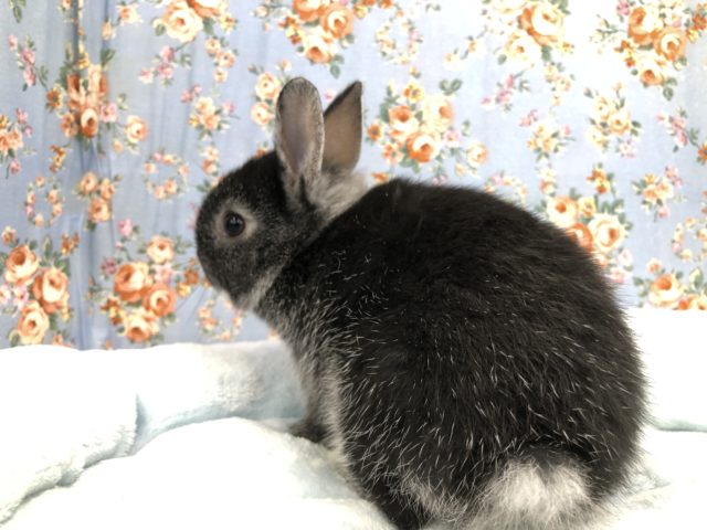 ネザーランドドワーフさん来ました~ 5/12投稿 ネザーランドドワーフ