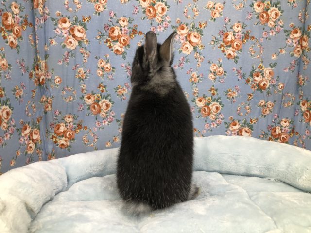 ネザーランドドワーフさん来ました~ 5/12投稿 ネザーランドドワーフ