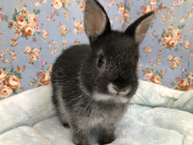 ネザーランドドワーフさん来ました~ 5/12投稿 ネザーランドドワーフ