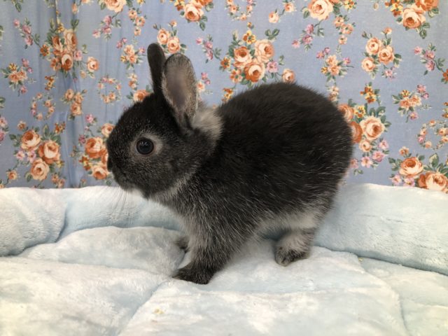 ネザーランドドワーフさん来ました~ 5/12投稿 ネザーランドドワーフ