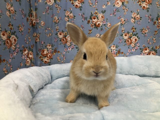 ネザーランドドワーフ