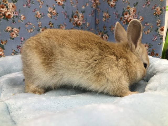 ネザーランドドワーフ