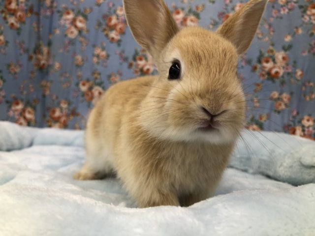 ネザーランドドワーフ