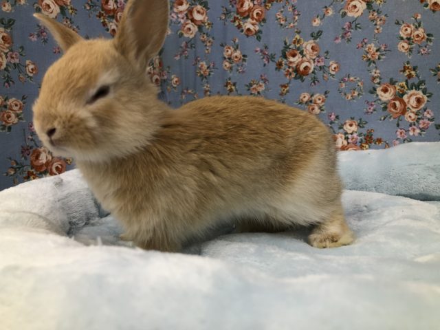 ネザーランドドワーフ