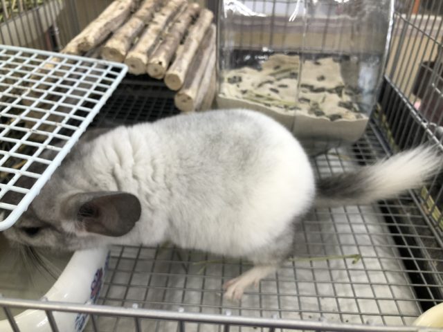 お腹に腹巻? チンチラパイドの紹介です 5/14投稿 チンチラ