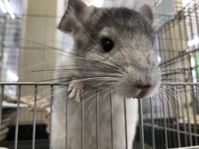 お腹に腹巻? チンチラパイドの紹介です 5/14投稿 チンチラ