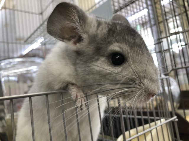 お腹に腹巻? チンチラパイドの紹介です 5/14投稿 チンチラ