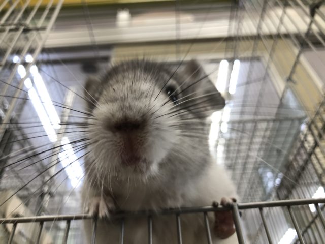 お腹に腹巻? チンチラパイドの紹介です 5/14投稿 チンチラ