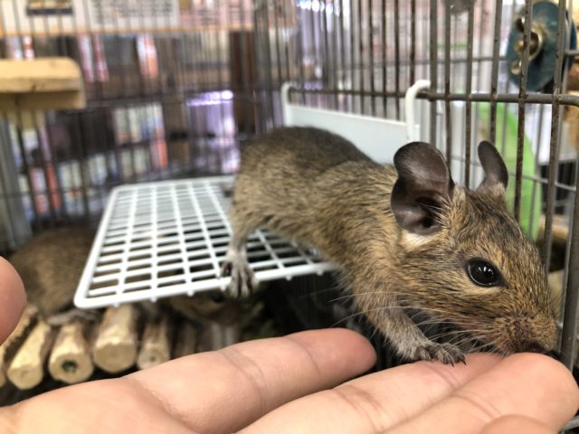 チビチビデグー来ました 5/21撮影・7/10追記 デグー