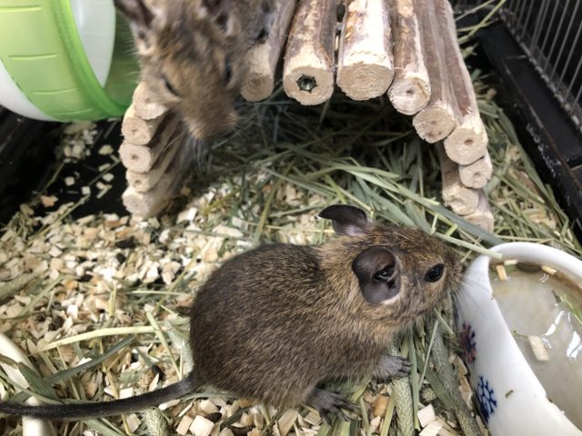 チビチビデグー来ました 5/21撮影・7/10追記 デグー