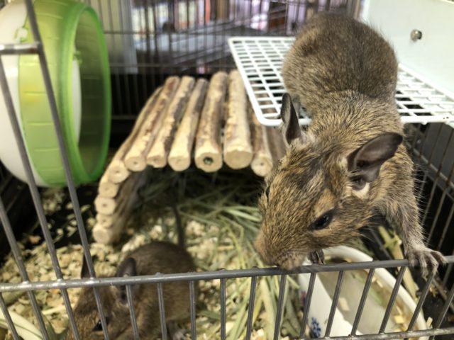 チビチビデグー来ました 5/21撮影・7/10追記 デグー