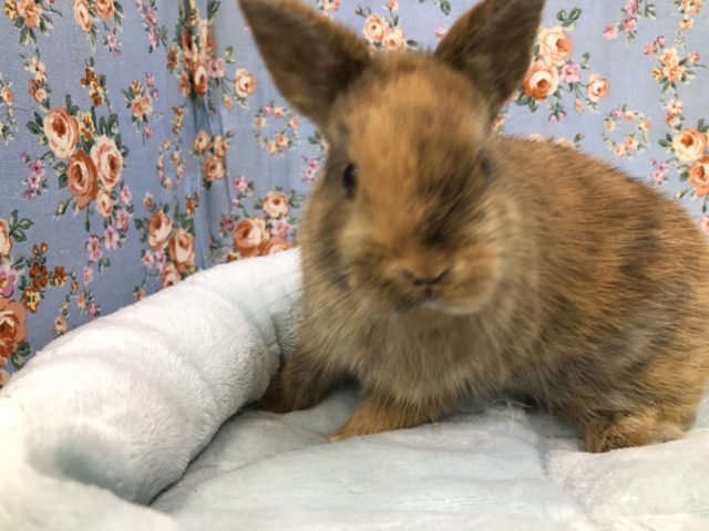 ネザーランドドワーフ