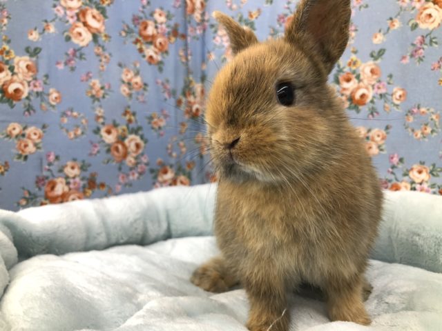 ネザーランドドワーフ