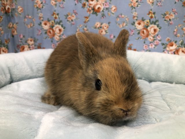 ネザーランドドワーフ