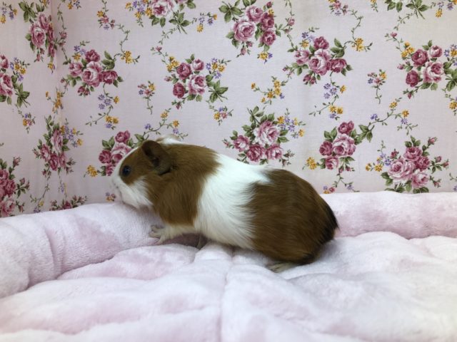 イングリッシュモルモット