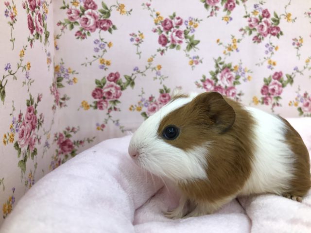 イングリッシュモルモット