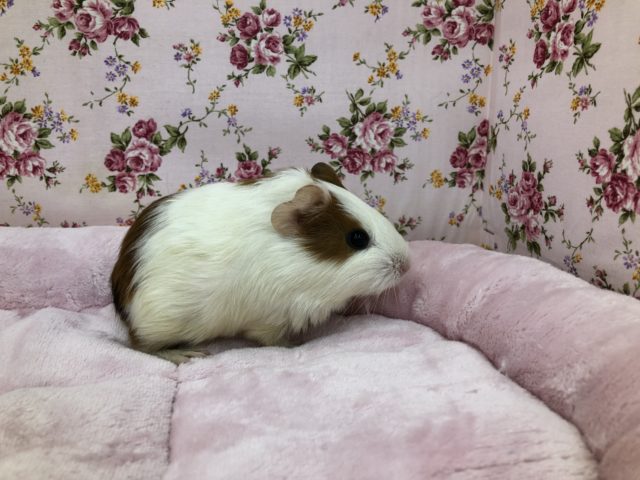 イングリッシュモルモット