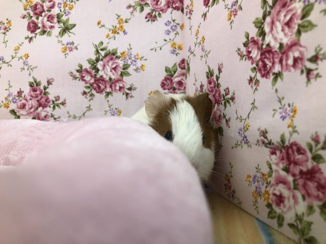 イングリッシュモルモット