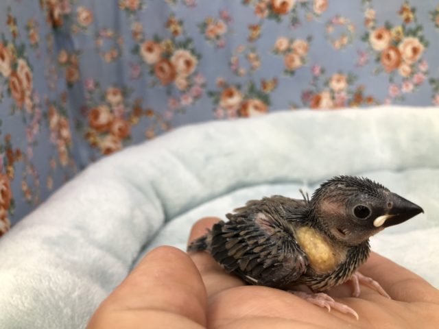 ど定番 桜文鳥です 5/21撮影 桜文鳥