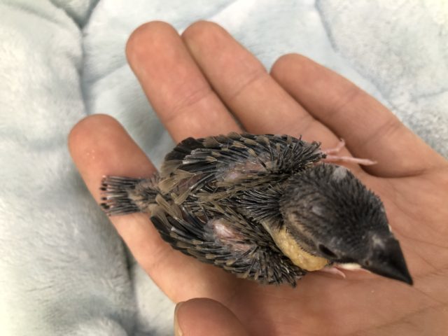 ど定番 桜文鳥です 5/21撮影 桜文鳥