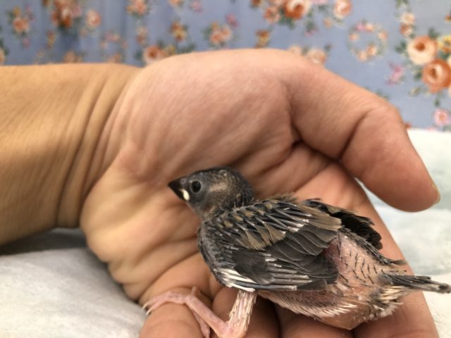 ど定番 桜文鳥です 5/21撮影 桜文鳥