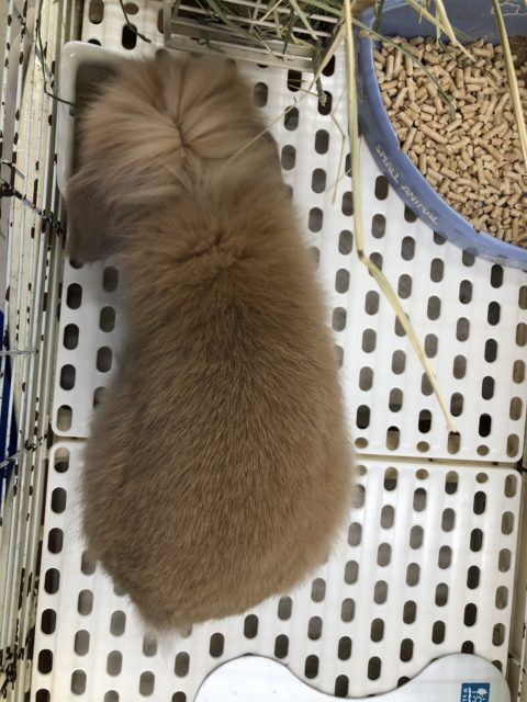 マイペース☆ツンデレ顔??(笑)ロップイヤー☆ ロップイヤーラビット