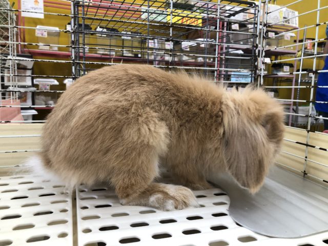 マイペース☆ツンデレ顔??(笑)ロップイヤー☆ ロップイヤーラビット